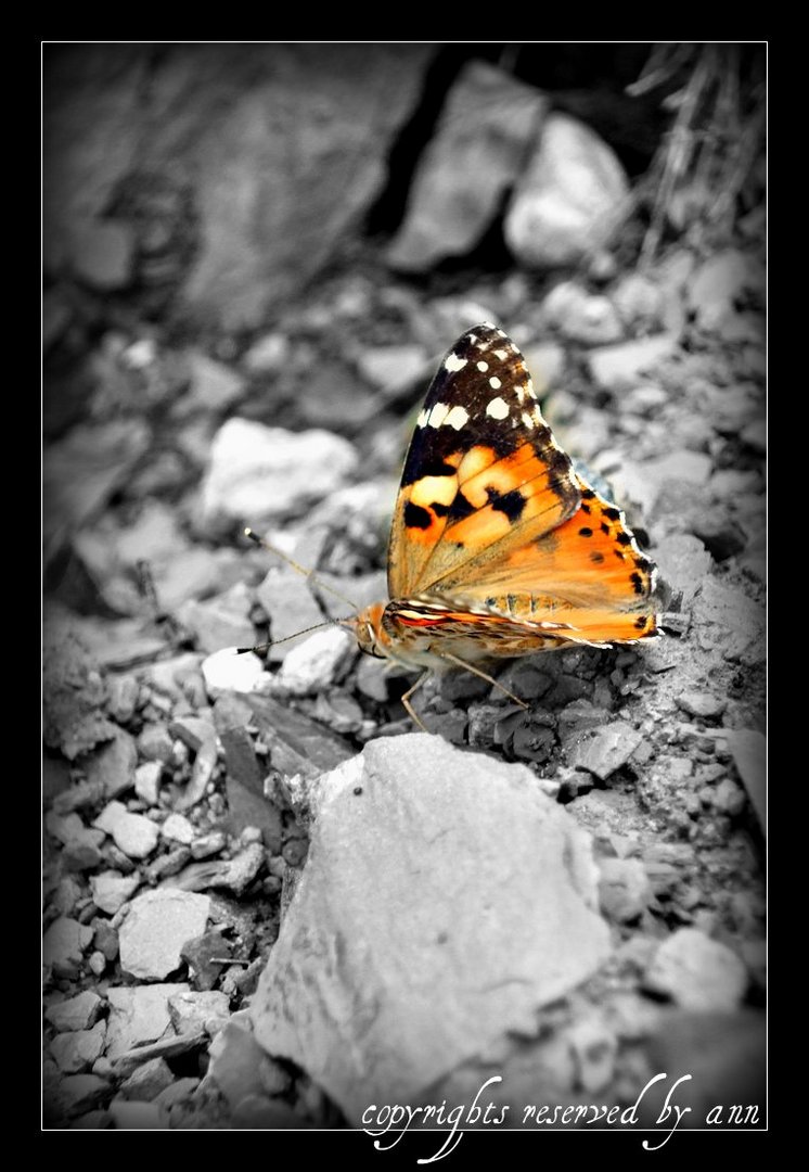 life is short...look at the butterfly.. and start to appreciate it!