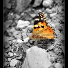 life is short...look at the butterfly.. and start to appreciate it!