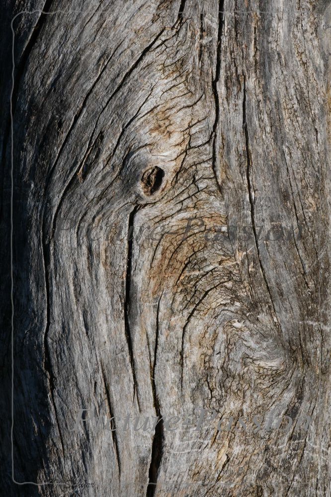 "Life Lines"