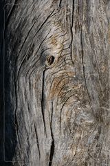 "Life Lines"