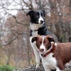 Life of 2 Border Collies