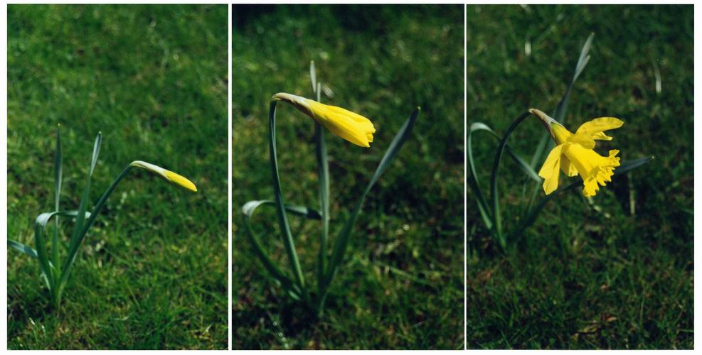 . . . life of a daffodil . . .