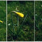 . . . life of a daffodil . . .