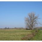 Life of a Lonely Tree Couple