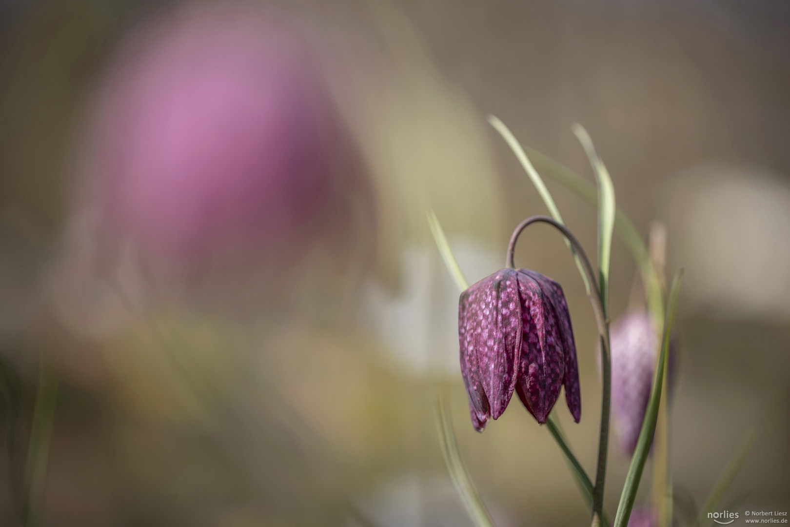 Life of fritillaria meleagris