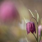 Life of fritillaria meleagris