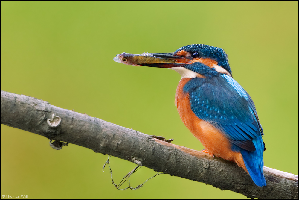 [ life of kingfishers ~10 ]