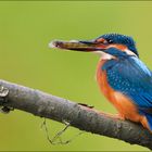 [ life of kingfishers ~10 ]