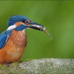 [ life of kingfishers~ 5 ]