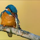 [ life of kingfishers~ 6 ]