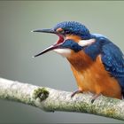 [  life of kingfishers ~7  ]