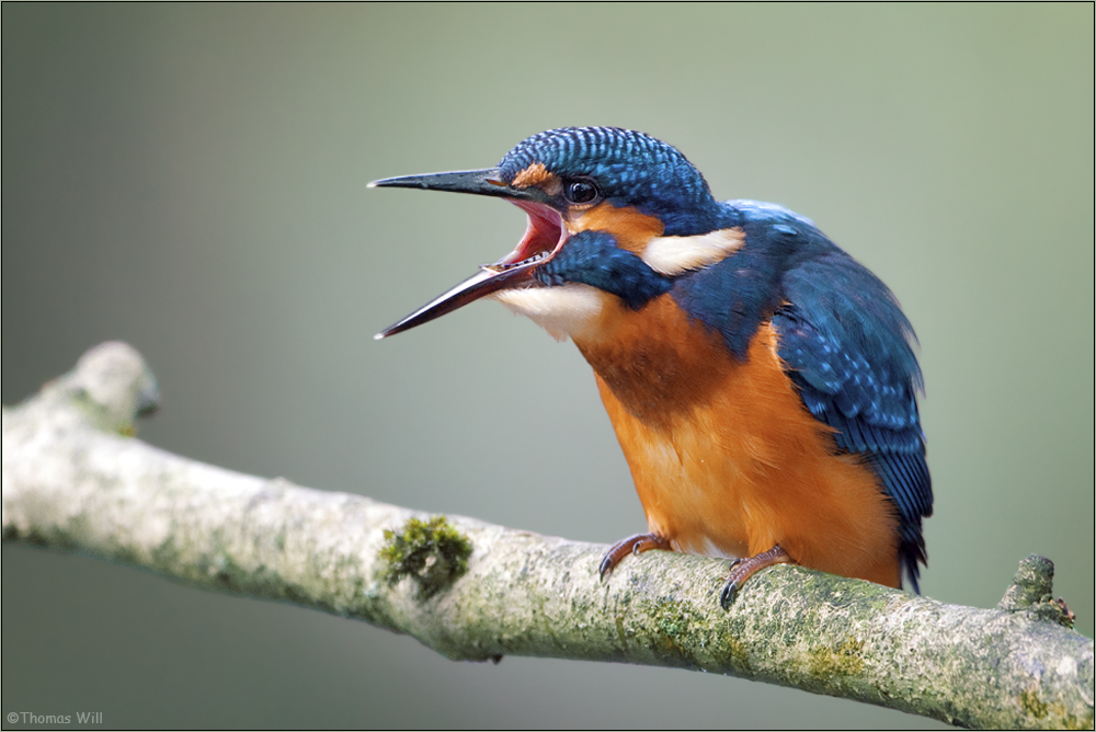 [  life of kingfishers ~7  ]