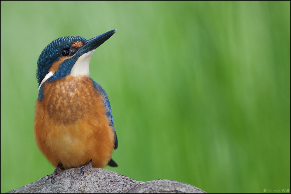 [ life of kingfishers ~8 ]