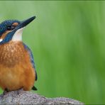 [ life of kingfishers ~8 ]