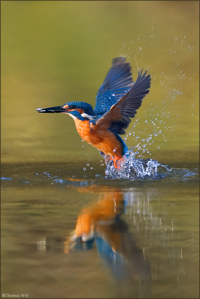 [ life of kingfishers ~9 ]