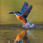 [ life of kingfishers ~9 ]