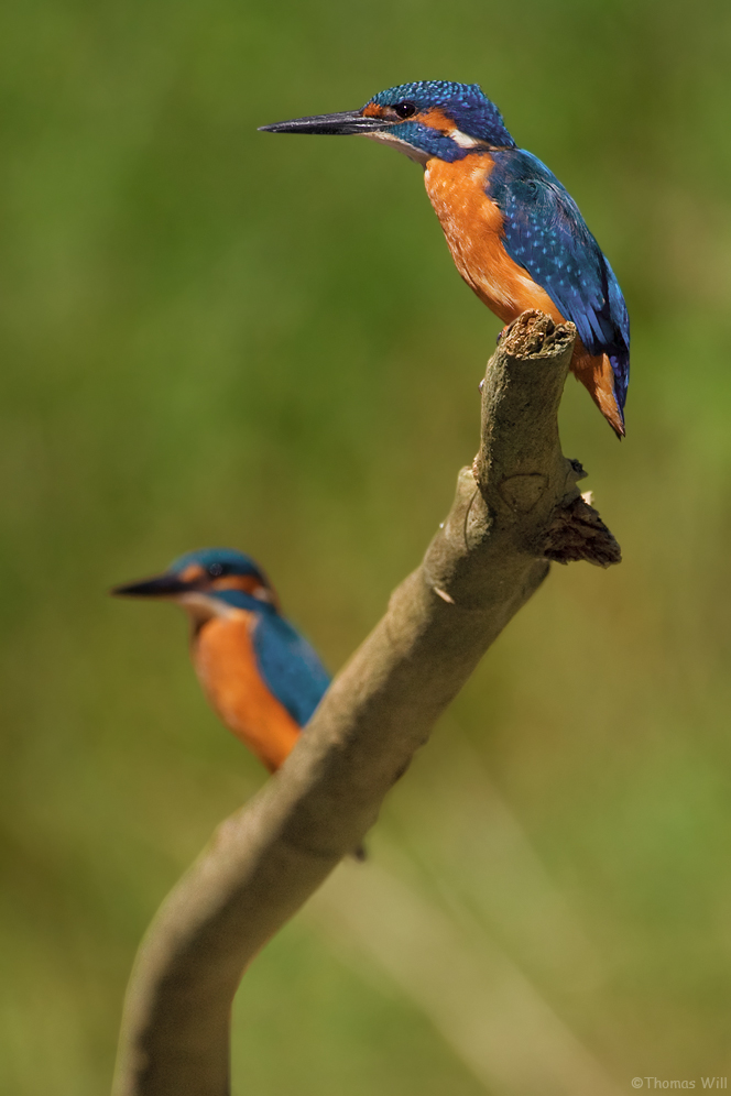 [ life of kingfishers~1 ]