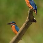 [ life of kingfishers~1 ]