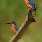 [ life of kingfishers~1 ]