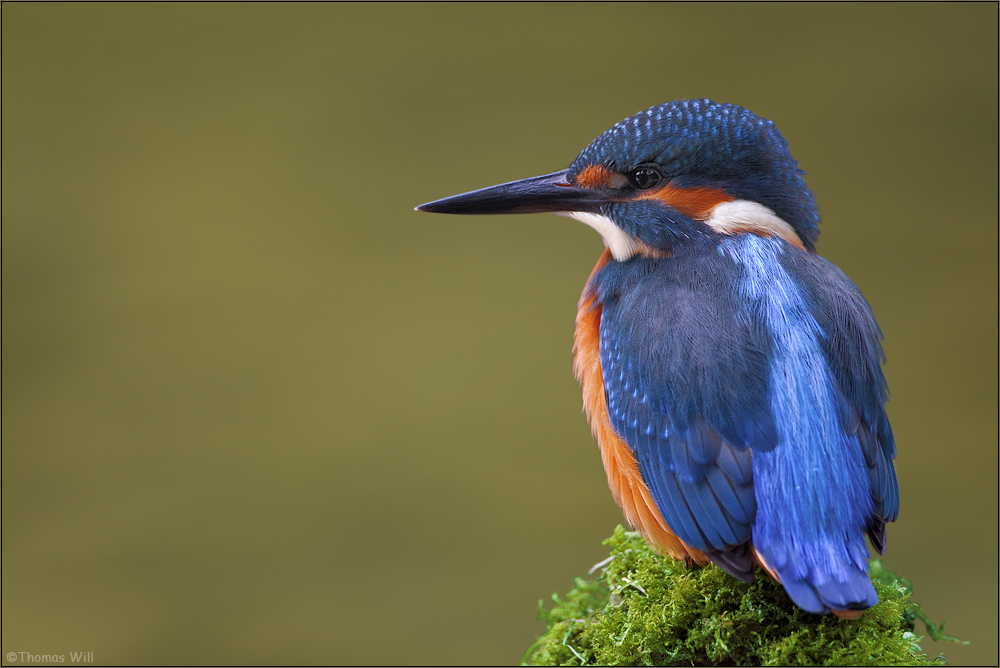 [ life of kingfishers~2 ]