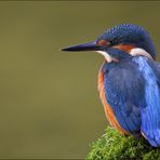 [ life of kingfishers~2 ]