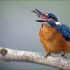[ life of kingfishers~3 ]