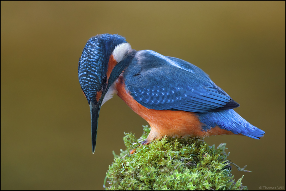 [ life of kingfishers~4]