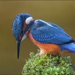 [ life of kingfishers~4]