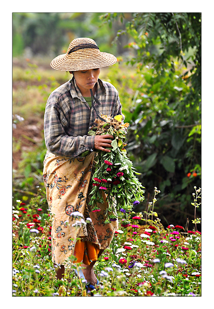 life of myanmar XV