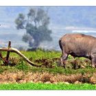 life of myanmar XVI