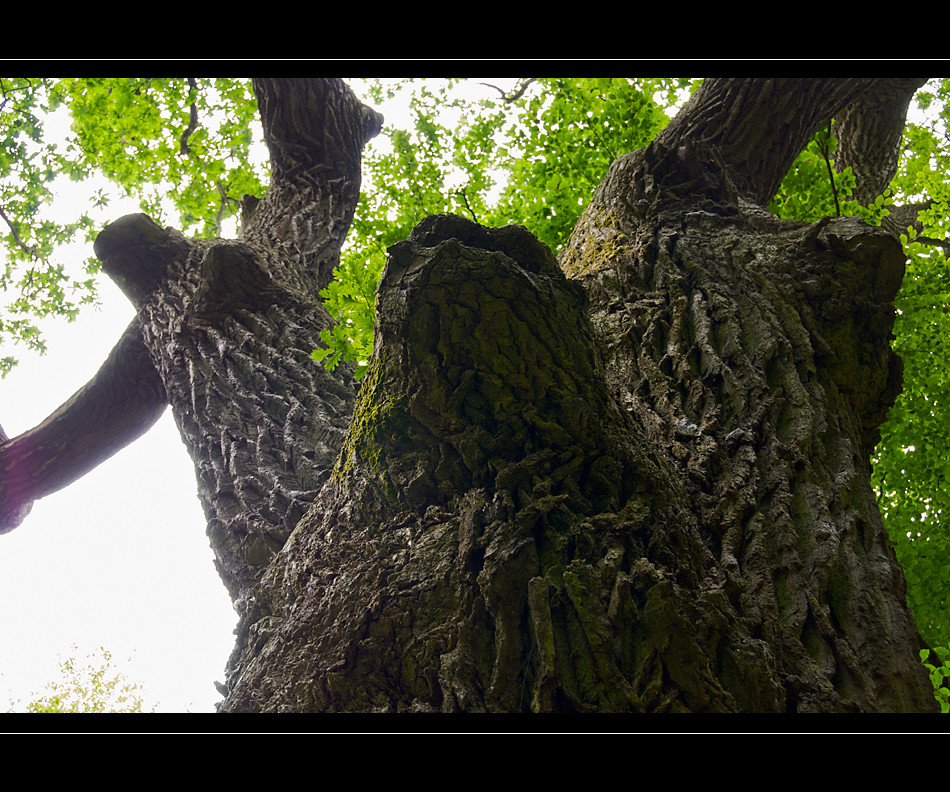 Life of old tree