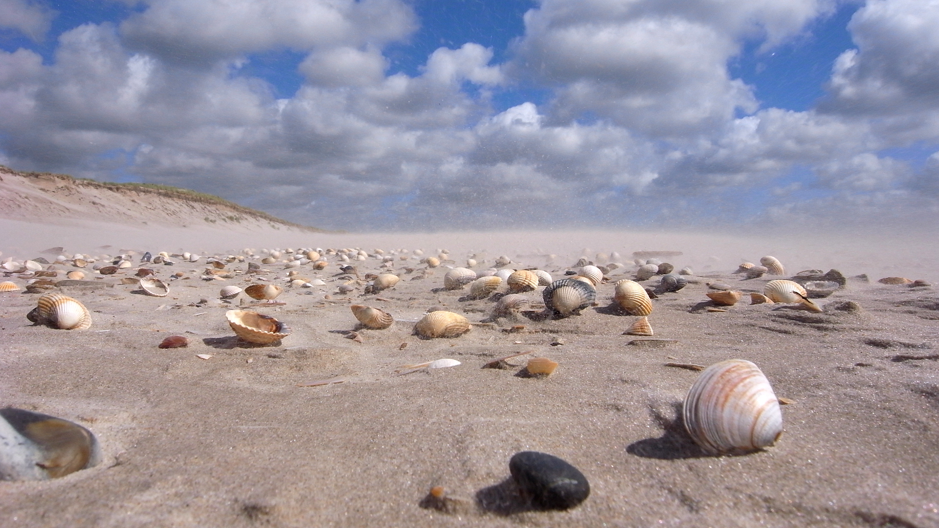 Life of shells at westwind