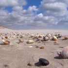 Life of shells at westwind