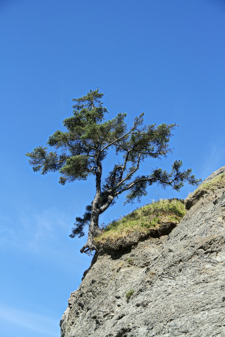 Life on the edge, coast north of La Push, Washington State, USA