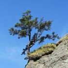 Life on the edge, coast north of La Push, Washington State, USA