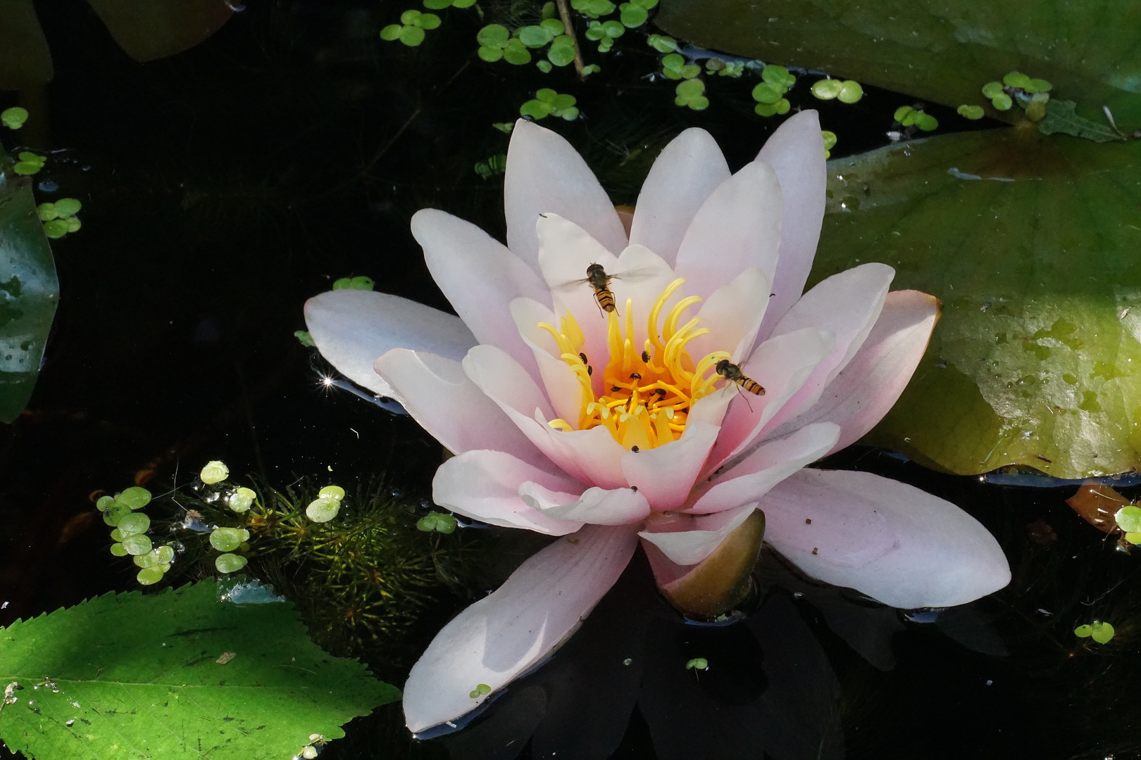 life on the waterlily