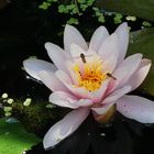 life on the waterlily