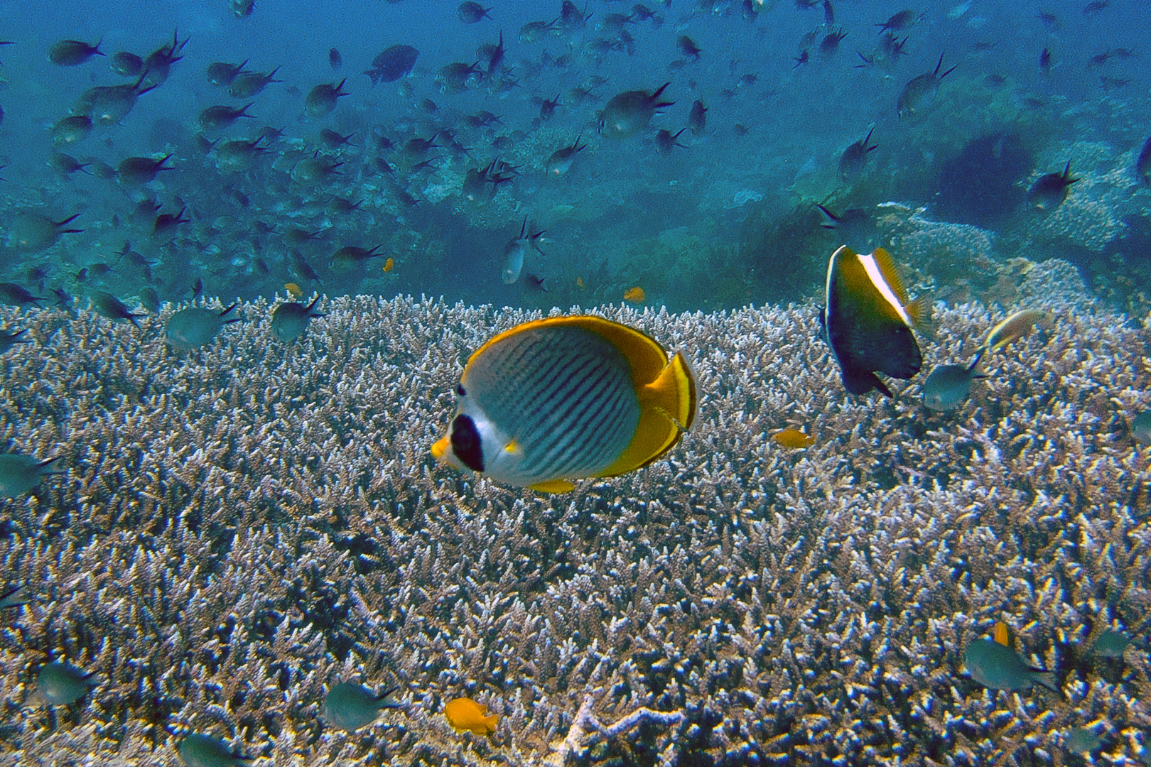 Life over hard corals in shallow water