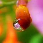 Life Through A Raindrop