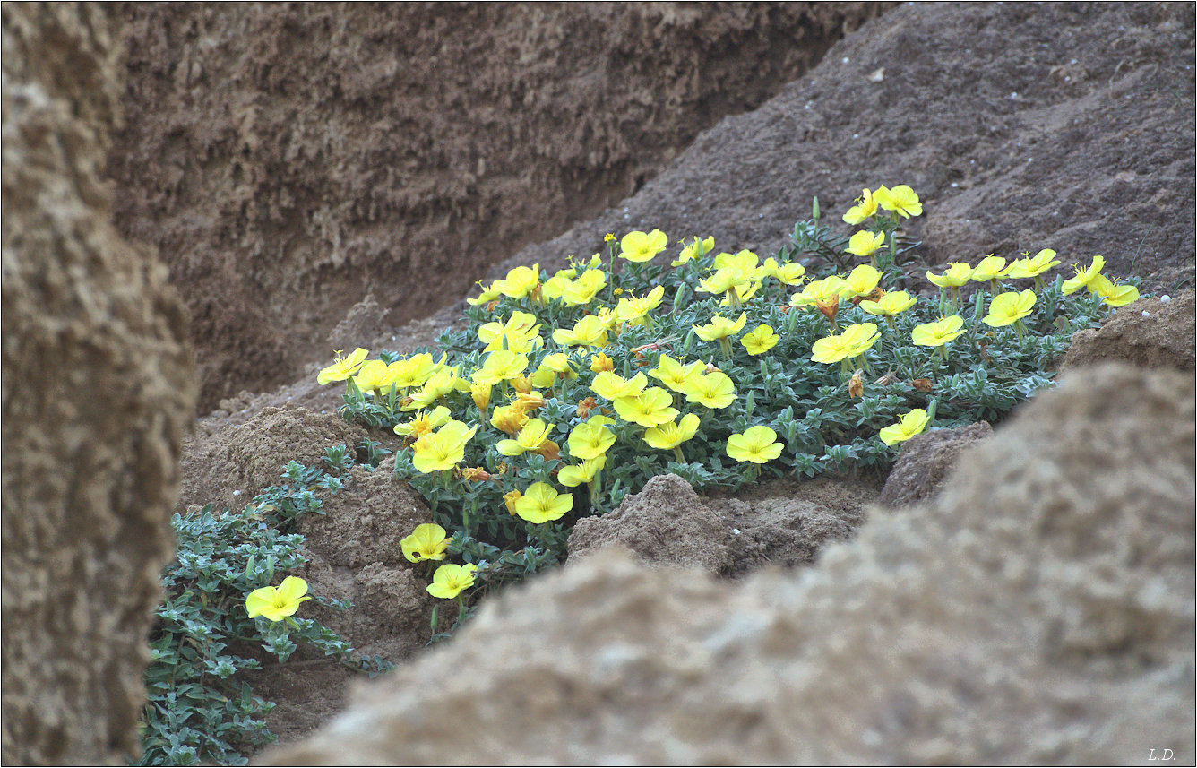 Life triumphs (on a collapsed slope)