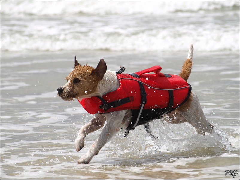 " Lifeguard"