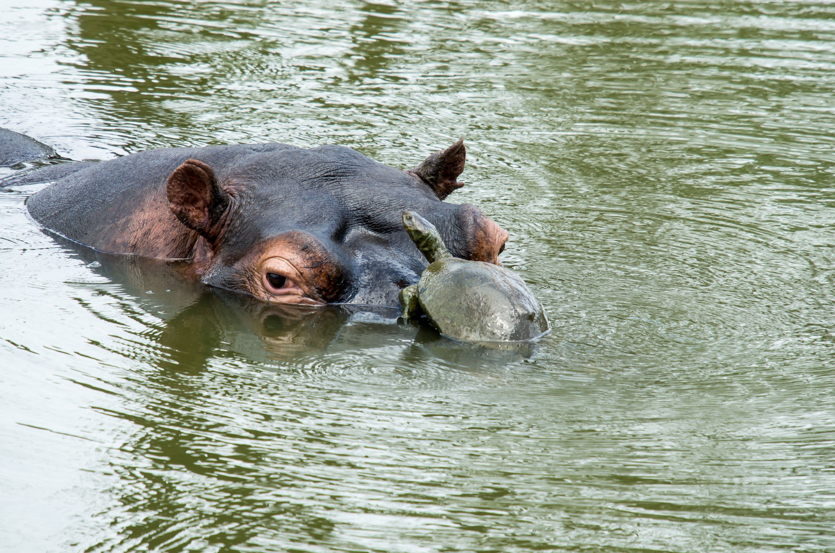 Life´s  a Beach Said the Terrapin And Landed on a Hippo.