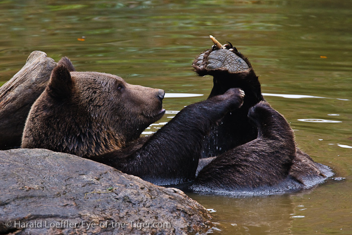 Life's a bear...