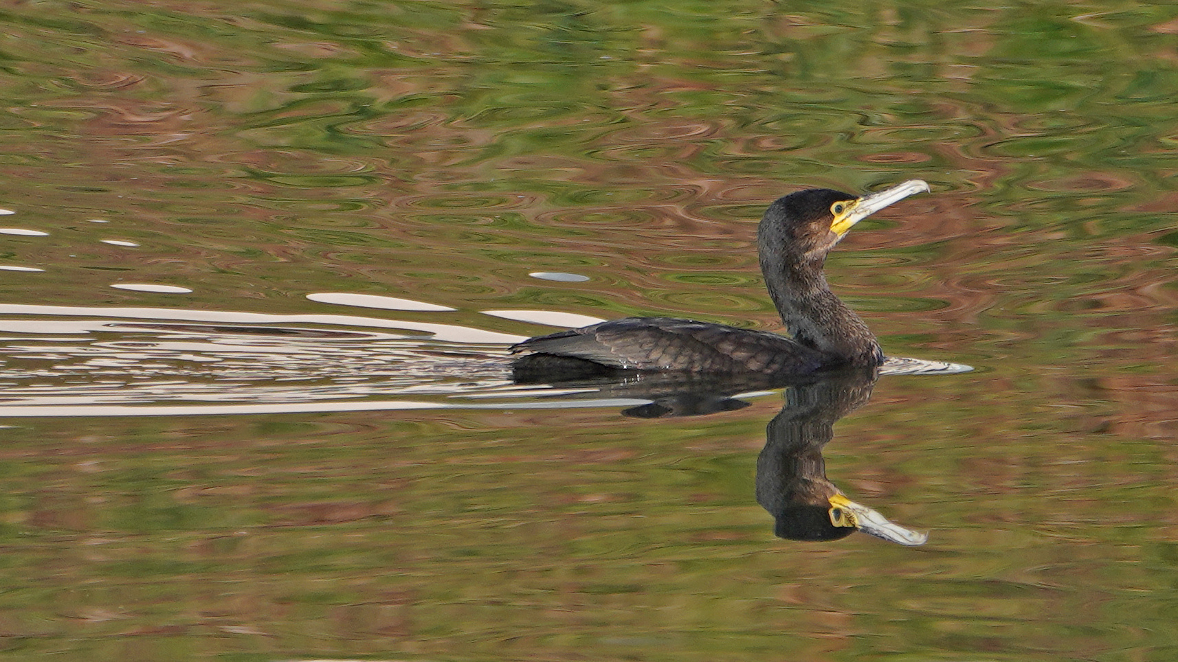 lift off  ( Hochformat ! ) Spiegelbild