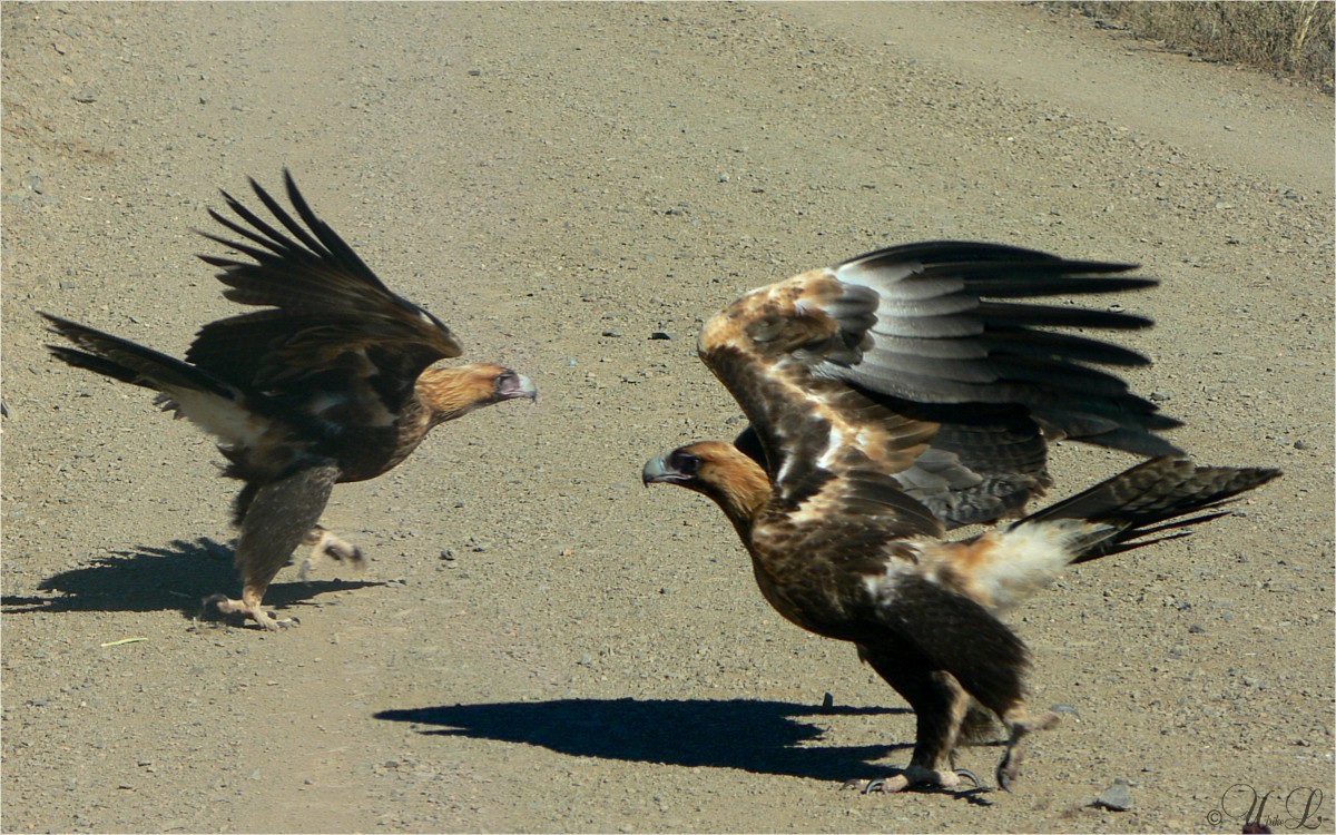 LIFT-OFF...Wedge-tailed Eagle (Aquila audax)