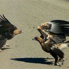 LIFT-OFF...Wedge-tailed Eagle (Aquila audax)