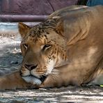 Liger in the zoo of Suphanburi