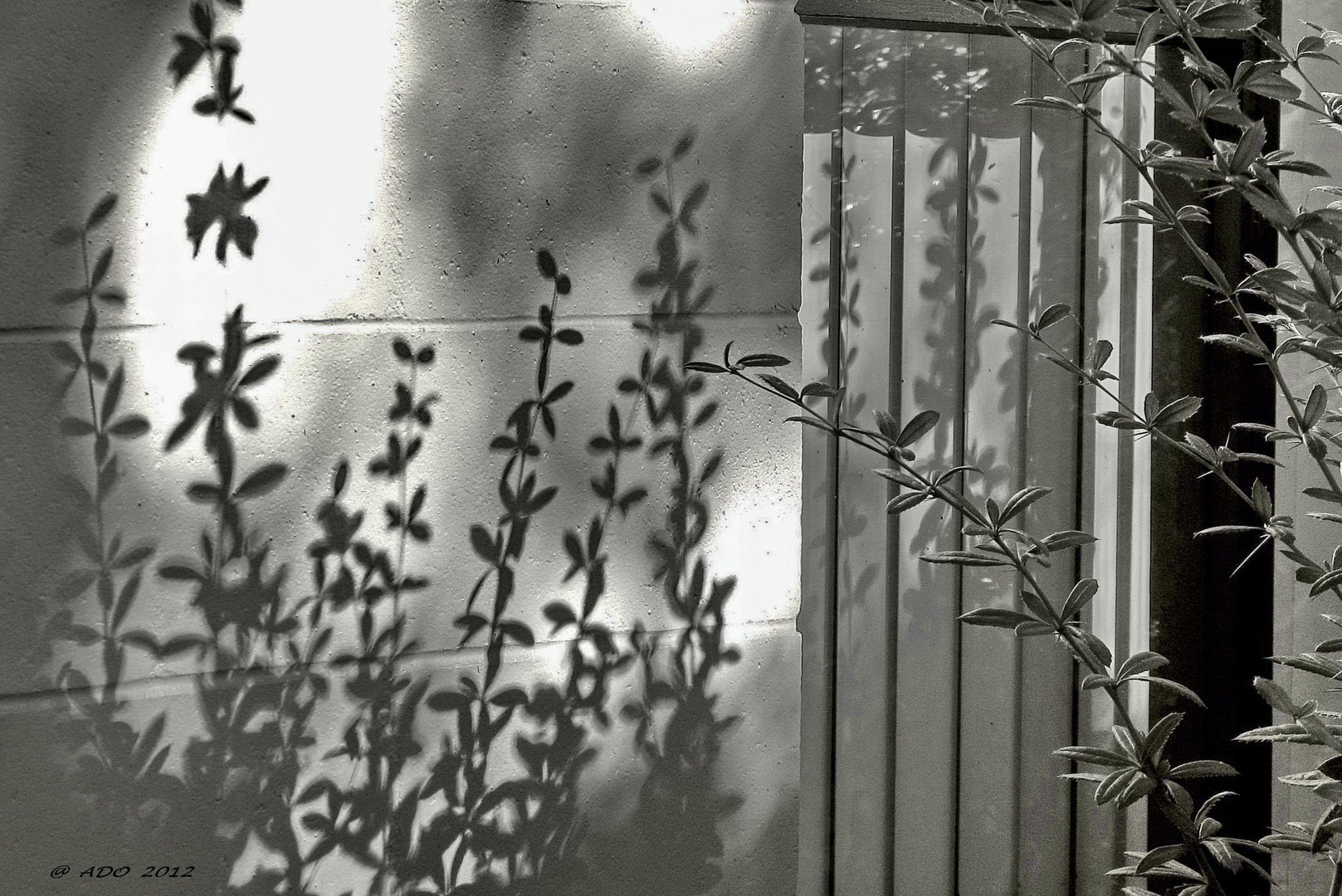 Light and Shadow (4)