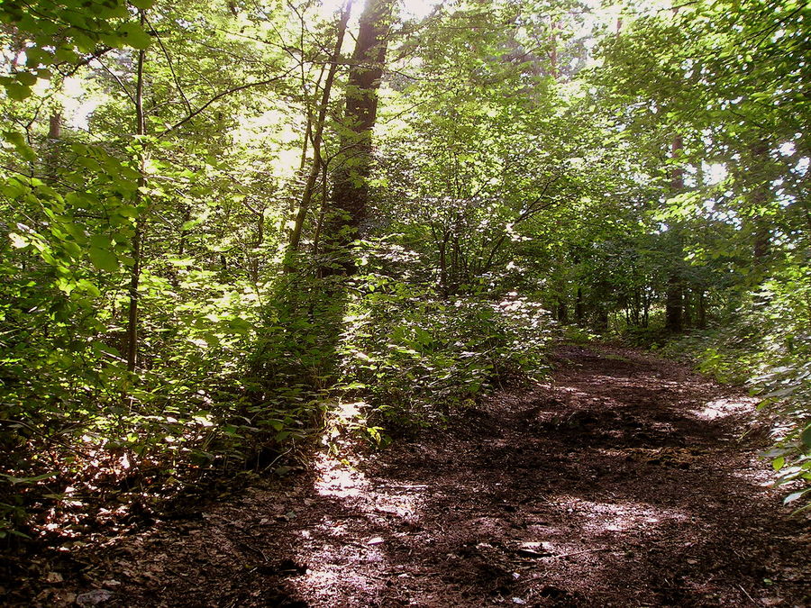 Light and Shadow in August