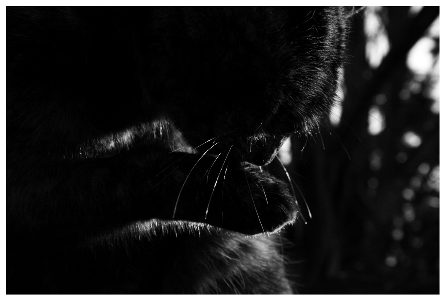 Light and Shadows 3 - The Cat